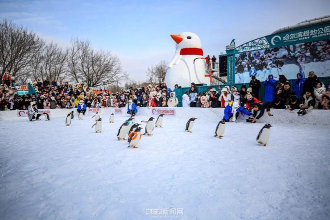 500万珍稀南极企鹅家族巡游连环湖，黑龙江冬捕季掀起冰雪文化新高潮  第4张