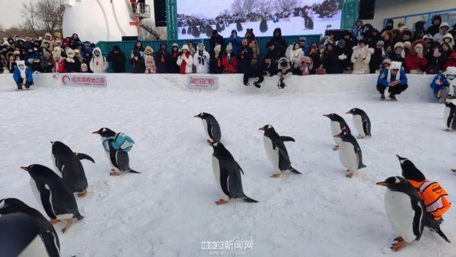 500万珍稀南极企鹅家族巡游连环湖，黑龙江冬捕季掀起冰雪文化新高潮  第7张