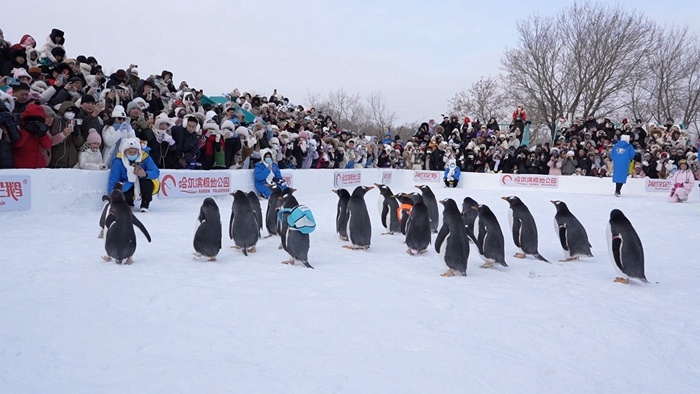 价值千万的淘学企鹅冰雪大巡游重磅回归，今冬冰雪季网络曝光量已突破80亿次  第3张