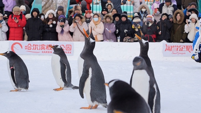 价值千万的淘学企鹅冰雪大巡游重磅回归，今冬冰雪季网络曝光量已突破80亿次  第4张