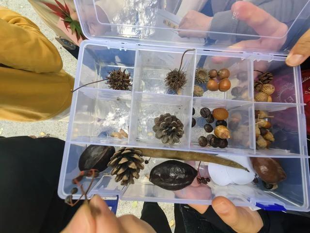 走进植物世界，破解自然密码，开启神奇之旅  第3张
