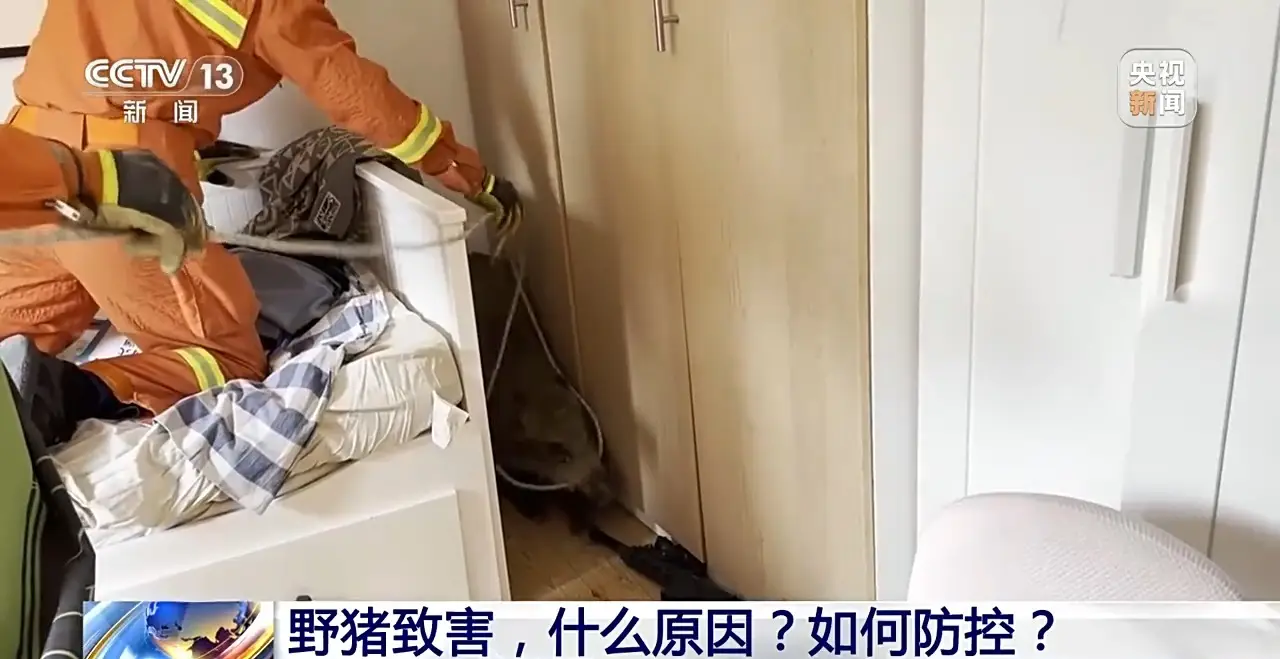 200 万头野猪入侵！多地泛滥成灾，我们该如何应对？  第3张