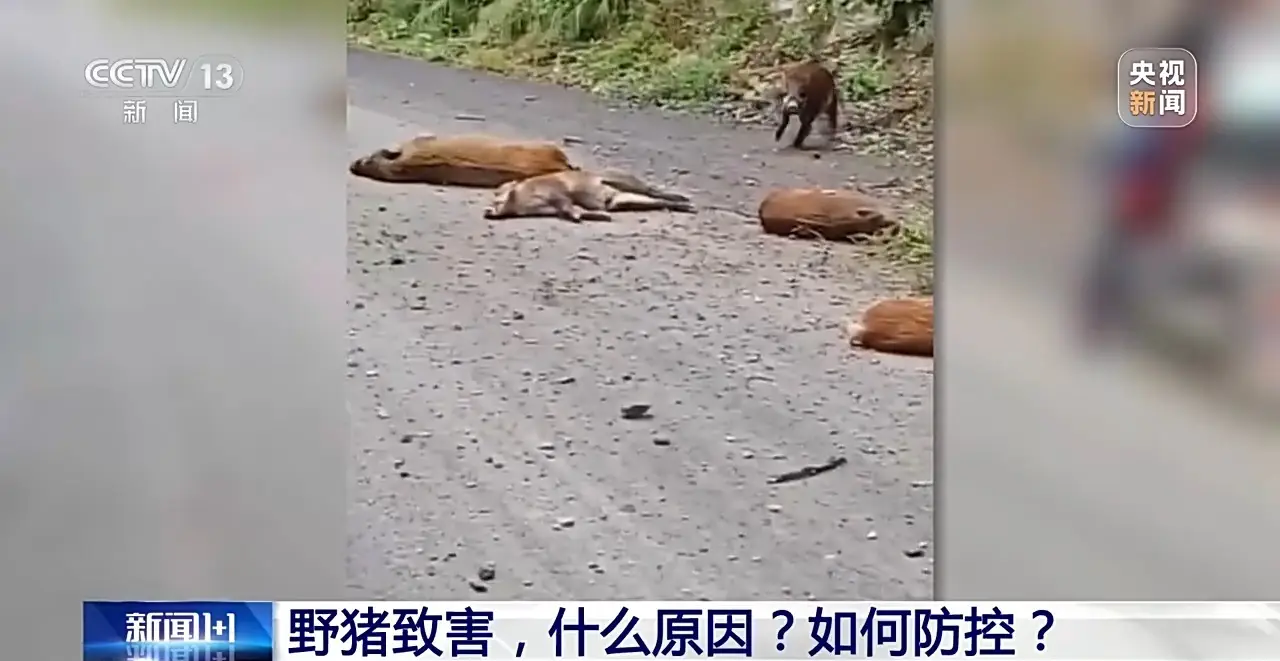 200 万头野猪入侵！多地泛滥成灾，我们该如何应对？  第7张