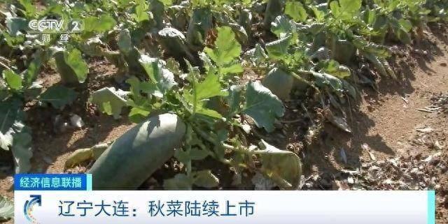 秋菜集中上市，菜价回落，你感受到了吗？