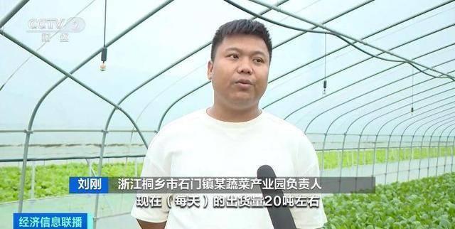 秋菜集中上市，菜价回落，你感受到了吗？  第2张