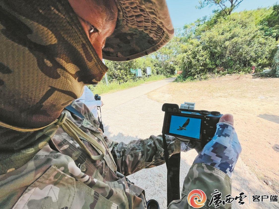8000 只猛禽过境！北海冠头岭再现壮观鹰河，你见过吗？  第3张