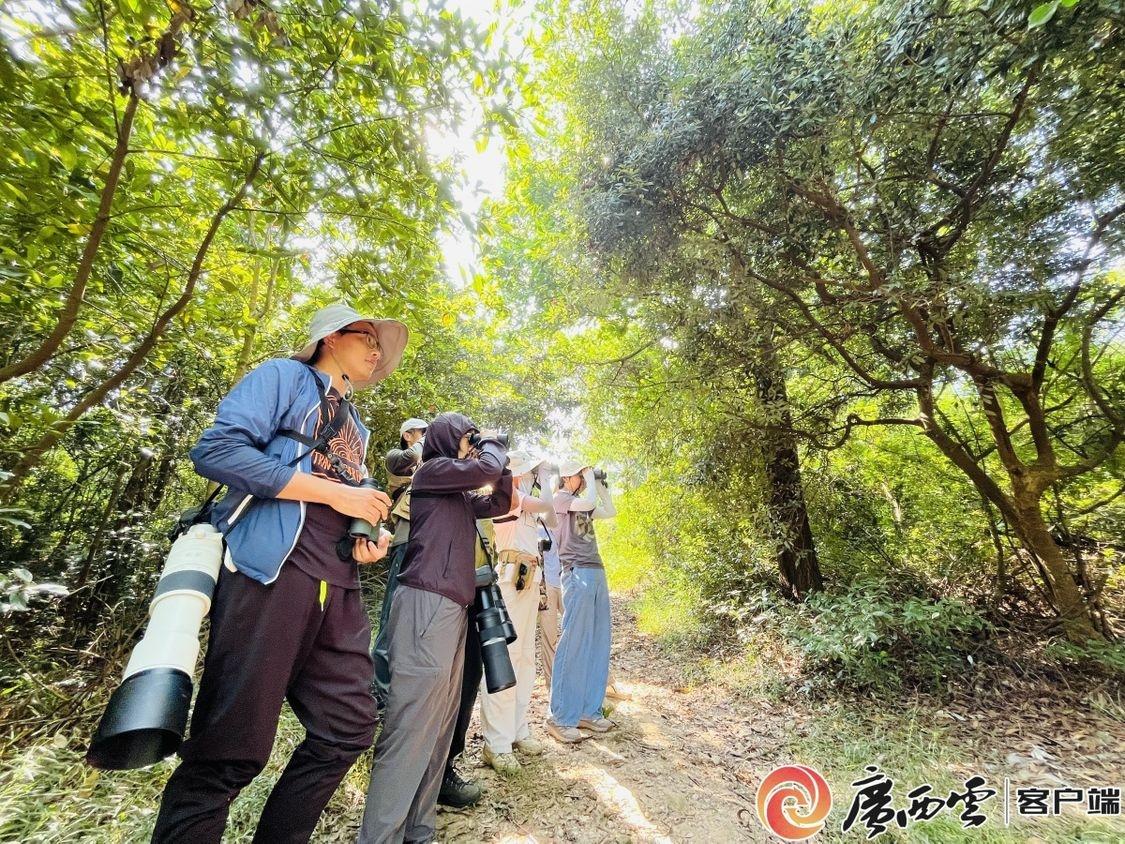 8000 只猛禽过境！北海冠头岭再现壮观鹰河，你见过吗？  第4张