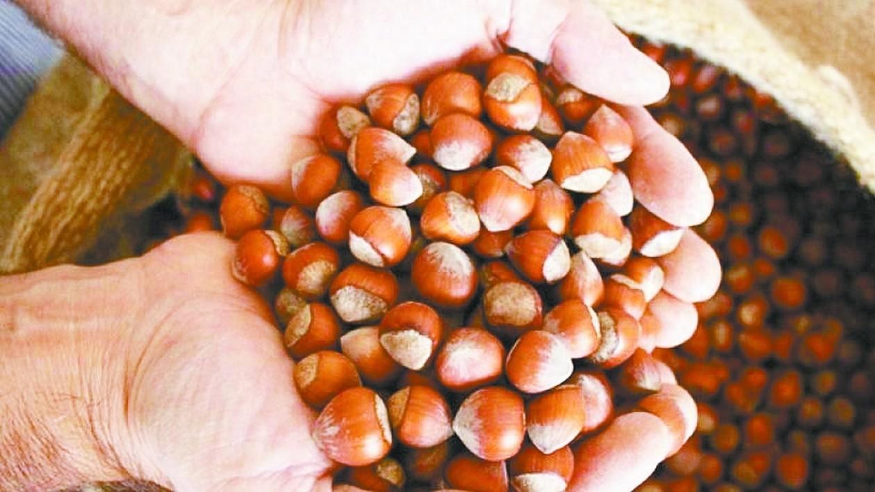 七成榛子产量来自土耳其，世界榛子之都究竟有何魅力？  第1张