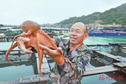 连江 20 万头八爪鱼丰收上市，远销海外，助力福州味征服世界胃  第1张