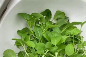 1500 亩应急保供蔬菜上市！花溪区全力保障菜篮子供应  第1张