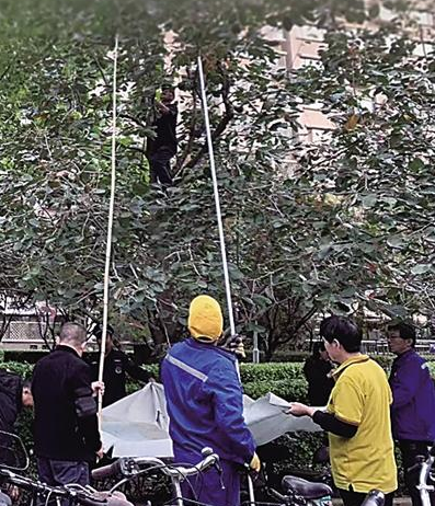 快来嘉禾一方花园小区，共享金秋甜蜜柿子盛宴  第2张