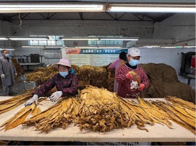 金秋时节，湖北房县烟叶收购工作呈现繁忙有序、温暖人心景象