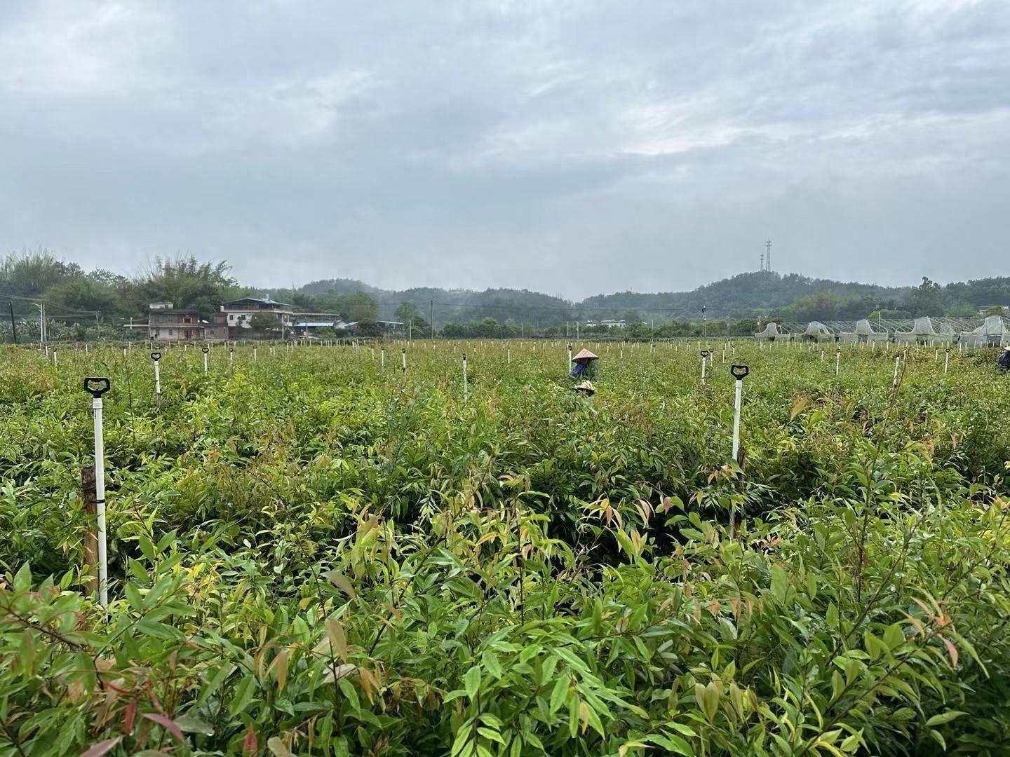 广东 2025 年育苗工作加速推进，苗木基地建设如火如荼