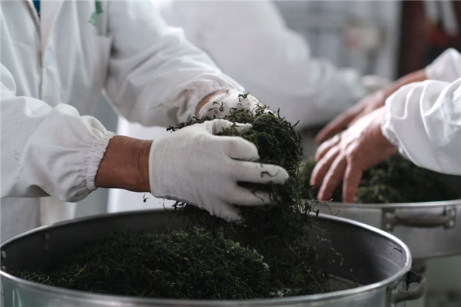 深耕茶叶行业多年，贵州递依黔源为何能屡获大奖？  第4张