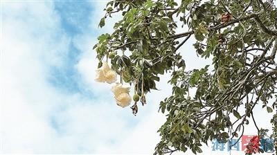厦门竟有上千年寿命的非洲胖子，如今却变成了这样  第1张