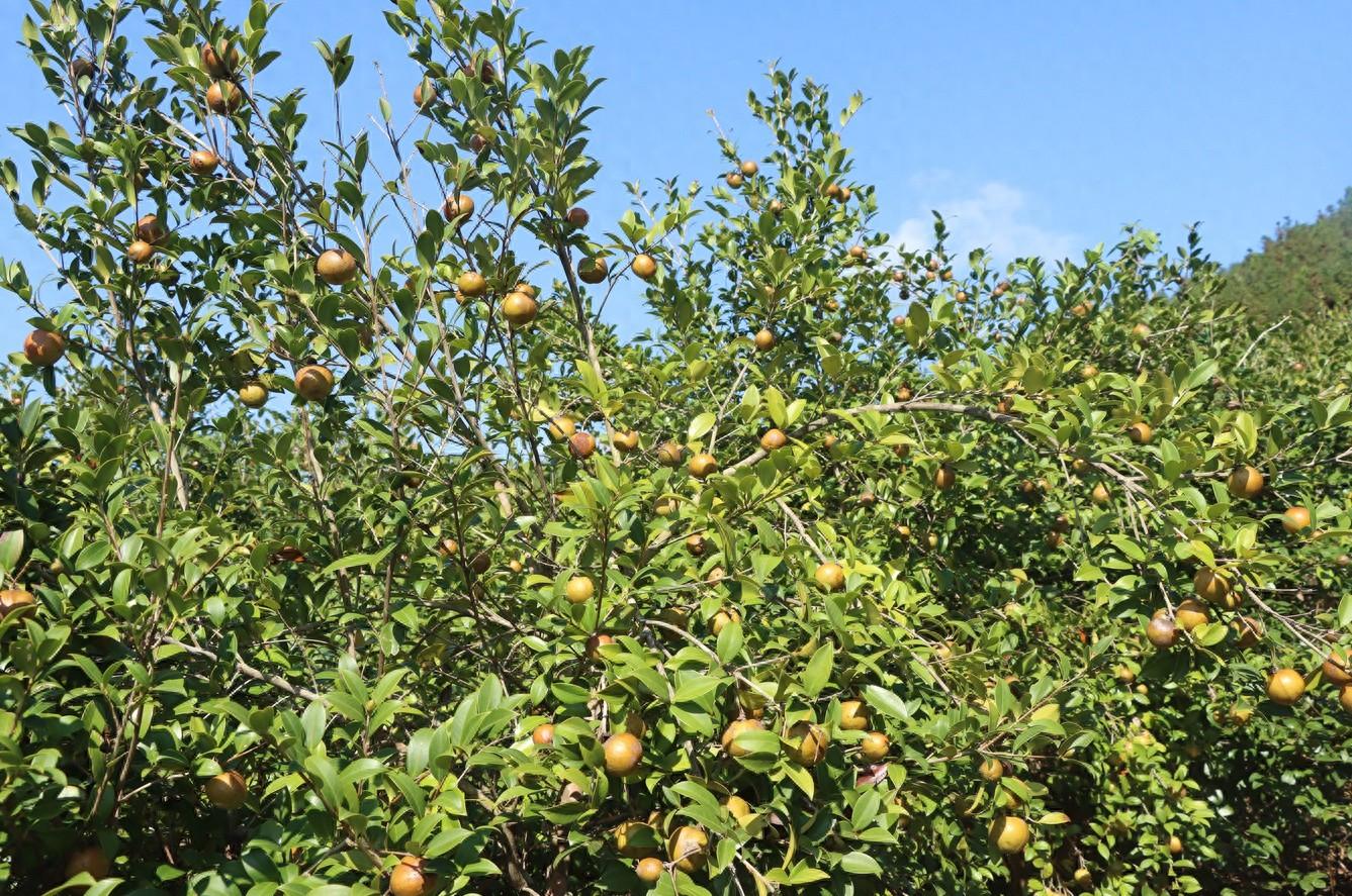 江西莲花县：油茶果挂满枝头，成农民增收致富香饽饽