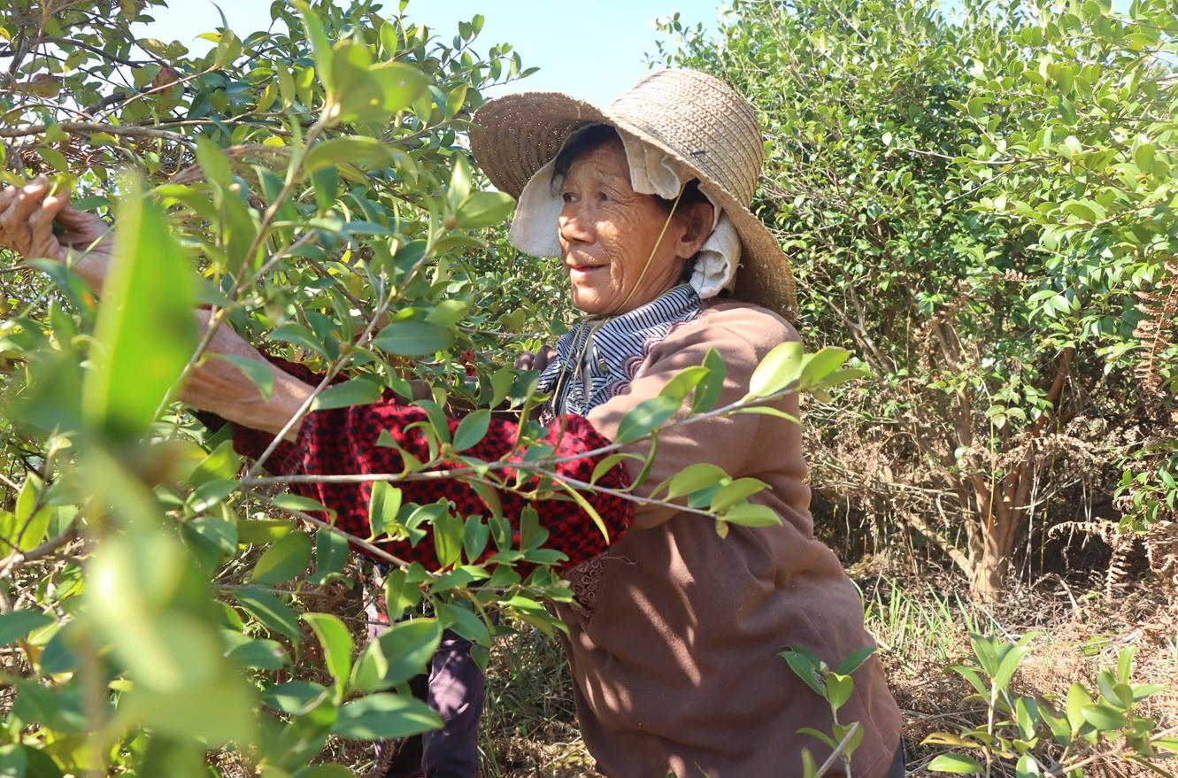江西莲花县：油茶果挂满枝头，成农民增收致富香饽饽  第2张