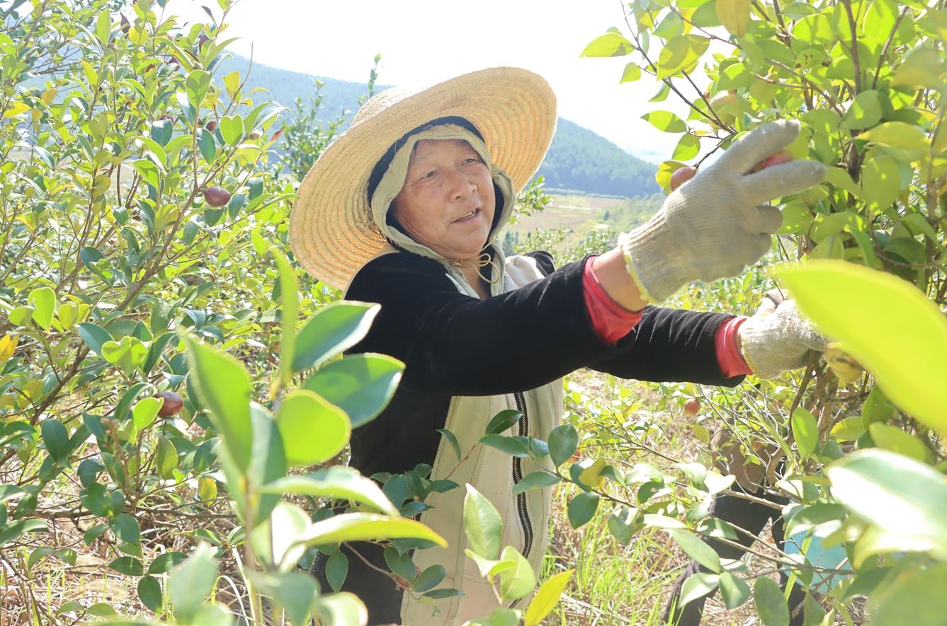 江西莲花县：油茶果挂满枝头，成农民增收致富香饽饽  第3张