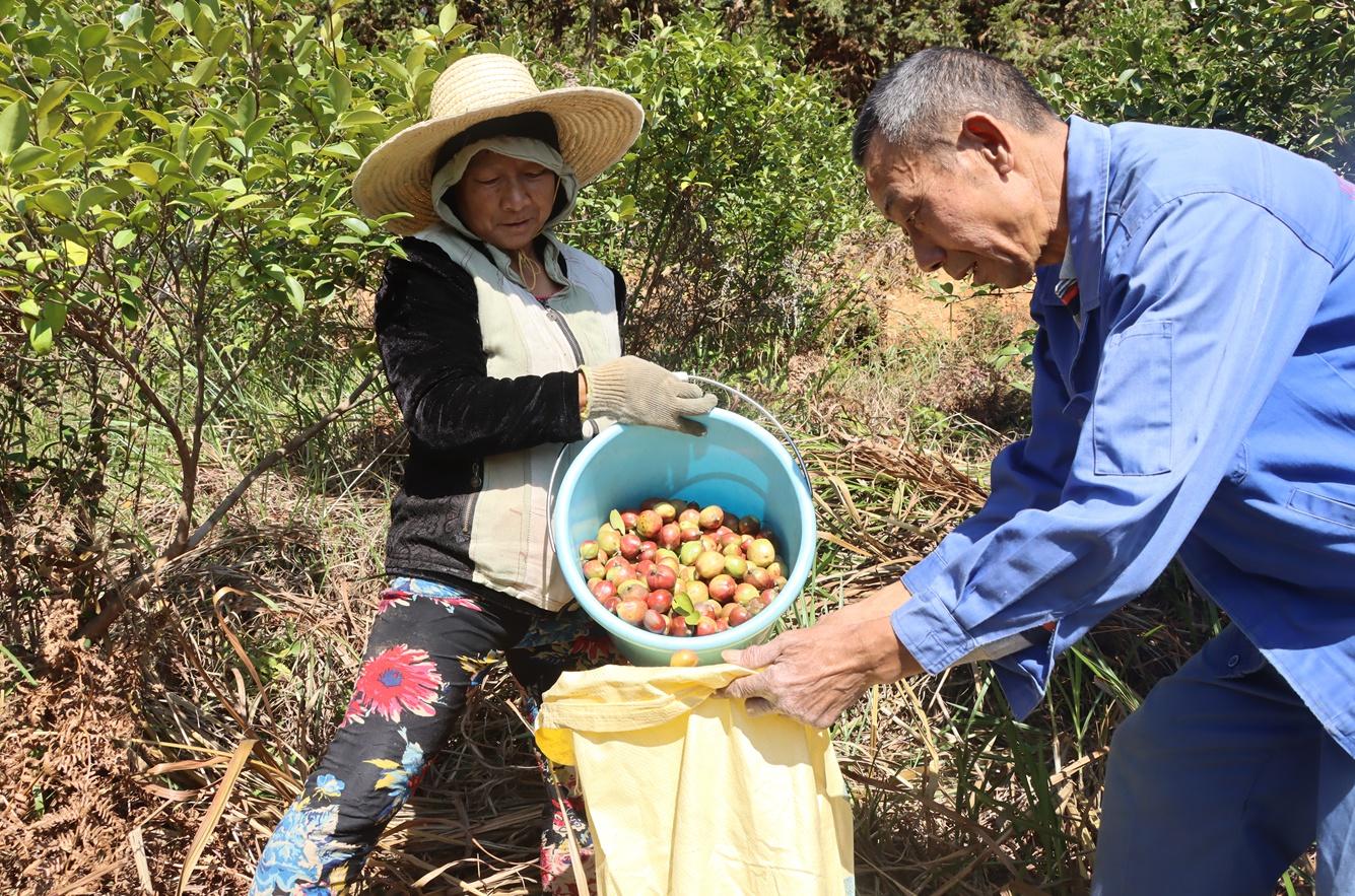 江西莲花县：油茶果挂满枝头，成农民增收致富香饽饽  第4张