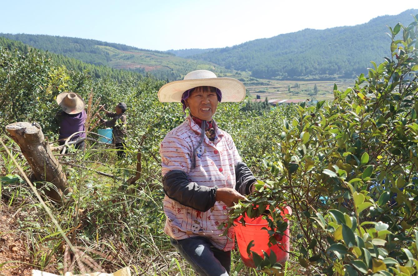 江西莲花县：油茶果挂满枝头，成农民增收致富香饽饽  第5张