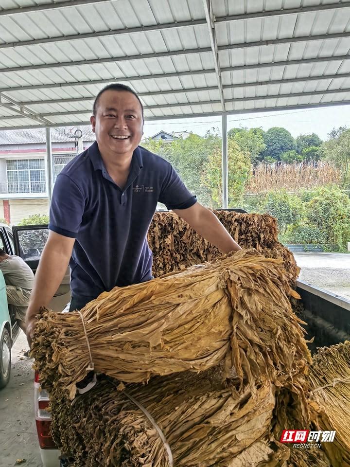 桑植县龙潭坪镇烟叶大丰收！烟农乐开颜，金叶子铺就致富路  第1张