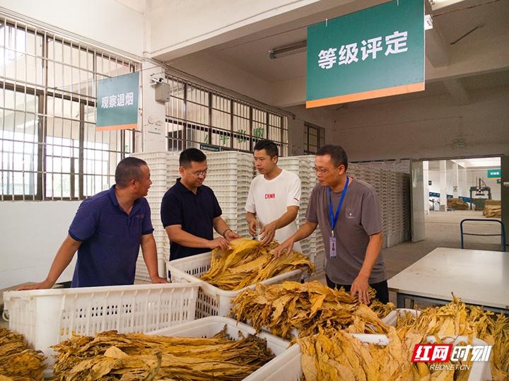 桑植县龙潭坪镇烟叶大丰收！烟农乐开颜，金叶子铺就致富路  第2张