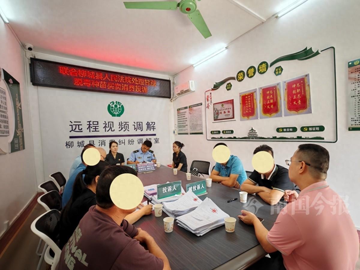 111 户农户遭遇甘蔗苗货不对板，损失惨重！消委会如何助其挽回损失？  第1张