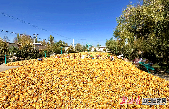 武威凉州区 88.14 万亩秋粮已收，7 万亩冬小麦播种，三秋生产成果惊人  第4张