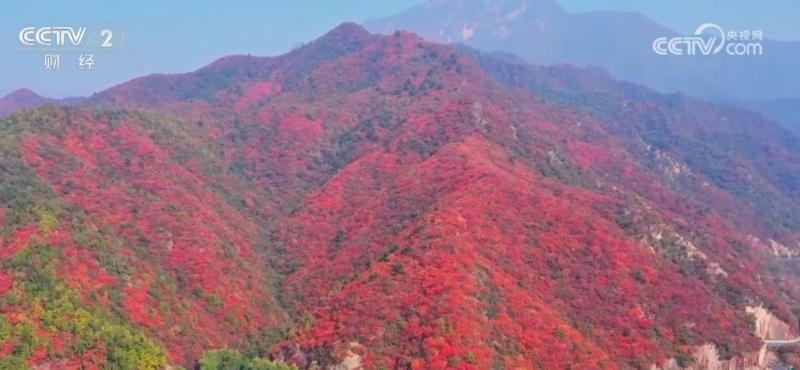 秋日美景惹人醉！鹳雀楼平流雾如仙境，王屋山红叶似彩霞  第2张