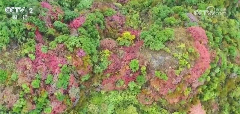 秋日美景惹人醉！鹳雀楼平流雾如仙境，王屋山红叶似彩霞  第3张