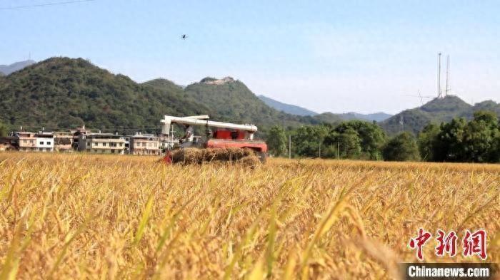 江永县 10.4 万亩晚稻喜迎丰收，机械化助力农业现代化  第1张