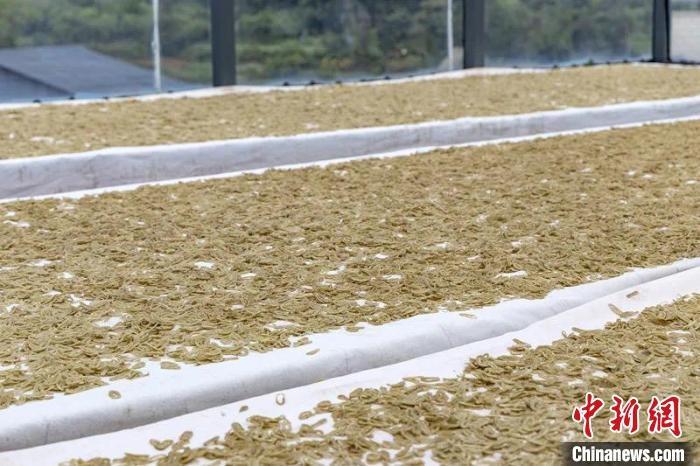 制作一碗鱼面竟然要经过这么多道工序  第2张