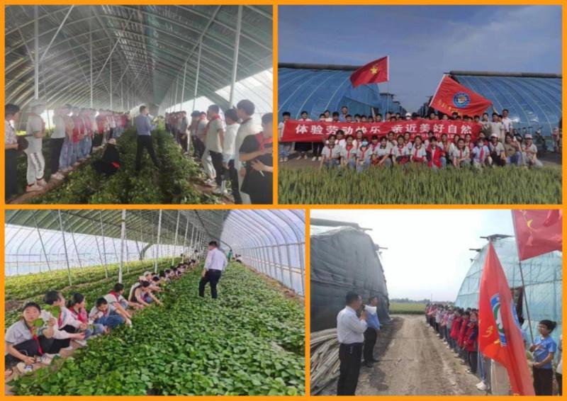 探访滑县蔬菜种植基地：看科技如何助力农业经理人岳国群种出优质黄瓜  第2张