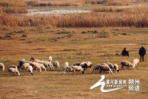 哇塞！朔州这个湿地公园，美爆了  第4张