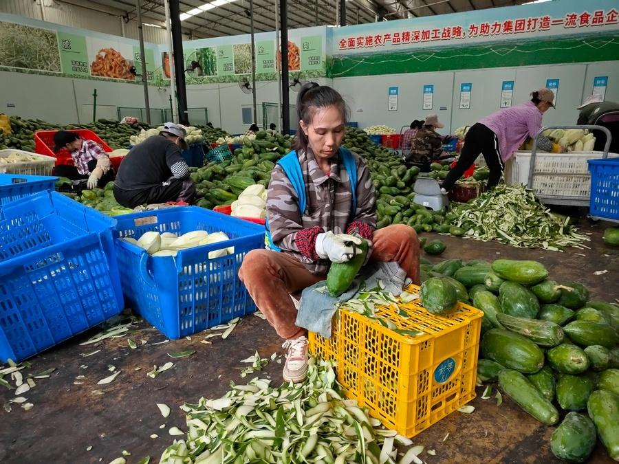 走进广西农垦明阳农场，探寻乡村振兴的神奇密码  第3张