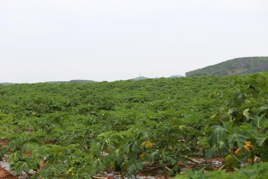 走进广西农垦明阳农场，探寻乡村振兴的神奇密码  第4张