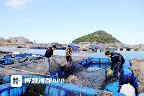 福州连江30万条会叫的鱼大量上市，冬日餐桌新海味，预计售卖至2025年春节  第1张