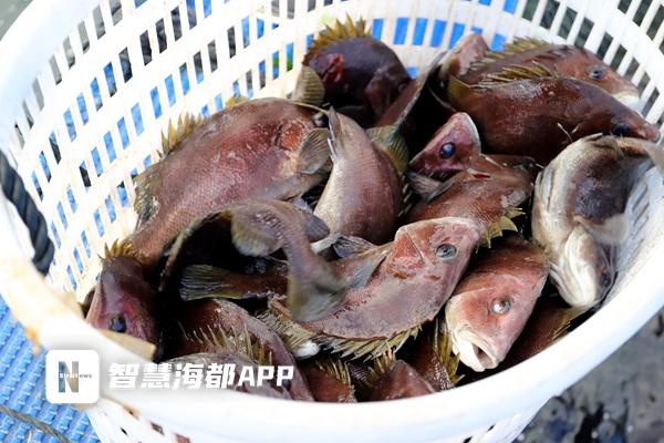 福州连江30万条会叫的鱼大量上市，冬日餐桌新海味，预计售卖至2025年春节  第2张