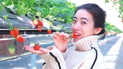 空中草莓采摘新体验：抬头即食，科技让冬日采摘更轻松