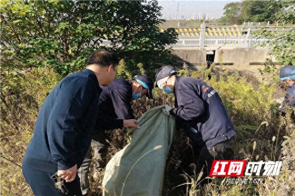300亩加拿大一枝黄花被铲除，生态安全保卫战打响