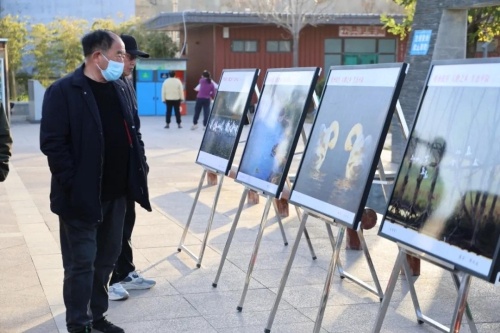 天鹅翩翩起舞，三湾黄河湿地邀您共赏冬日仙境，爱鸟护鸟我们在行动  第2张