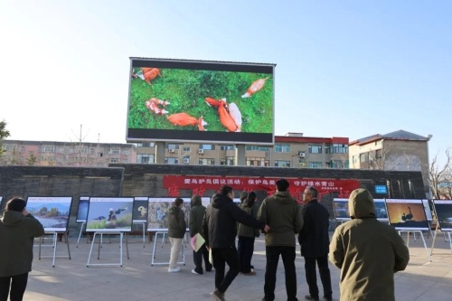 天鹅翩翩起舞，三湾黄河湿地邀您共赏冬日仙境，爱鸟护鸟我们在行动  第6张
