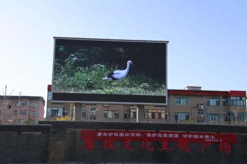 天鹅翩翩起舞，三湾黄河湿地邀您共赏冬日仙境，爱鸟护鸟我们在行动  第7张