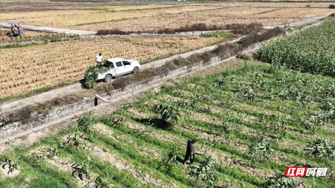 宜章县秸秆回收：种植户每吨240元卖出，竟还双赢  第1张