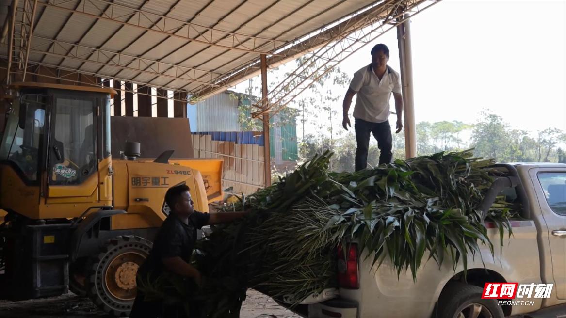 宜章县秸秆回收：种植户每吨240元卖出，竟还双赢  第2张