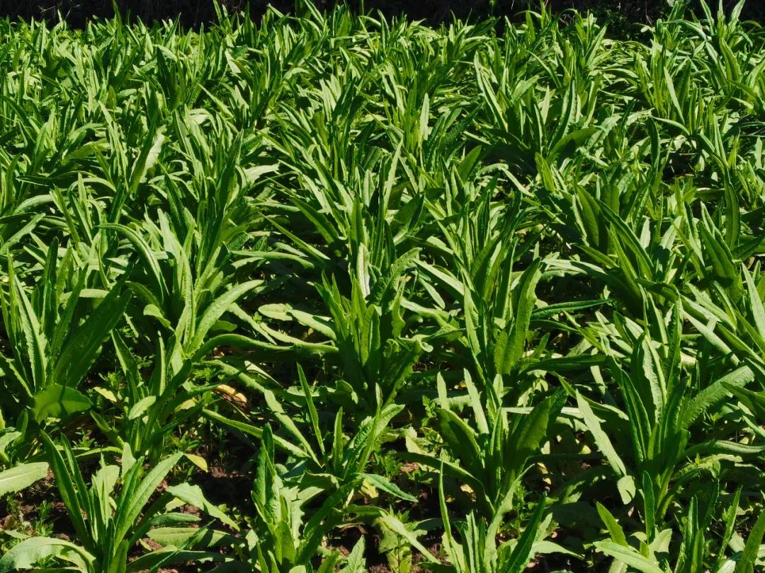 永胜县贡菜种植规模突破四万亩，每亩创收高达万元，群众增收效益显著  第2张