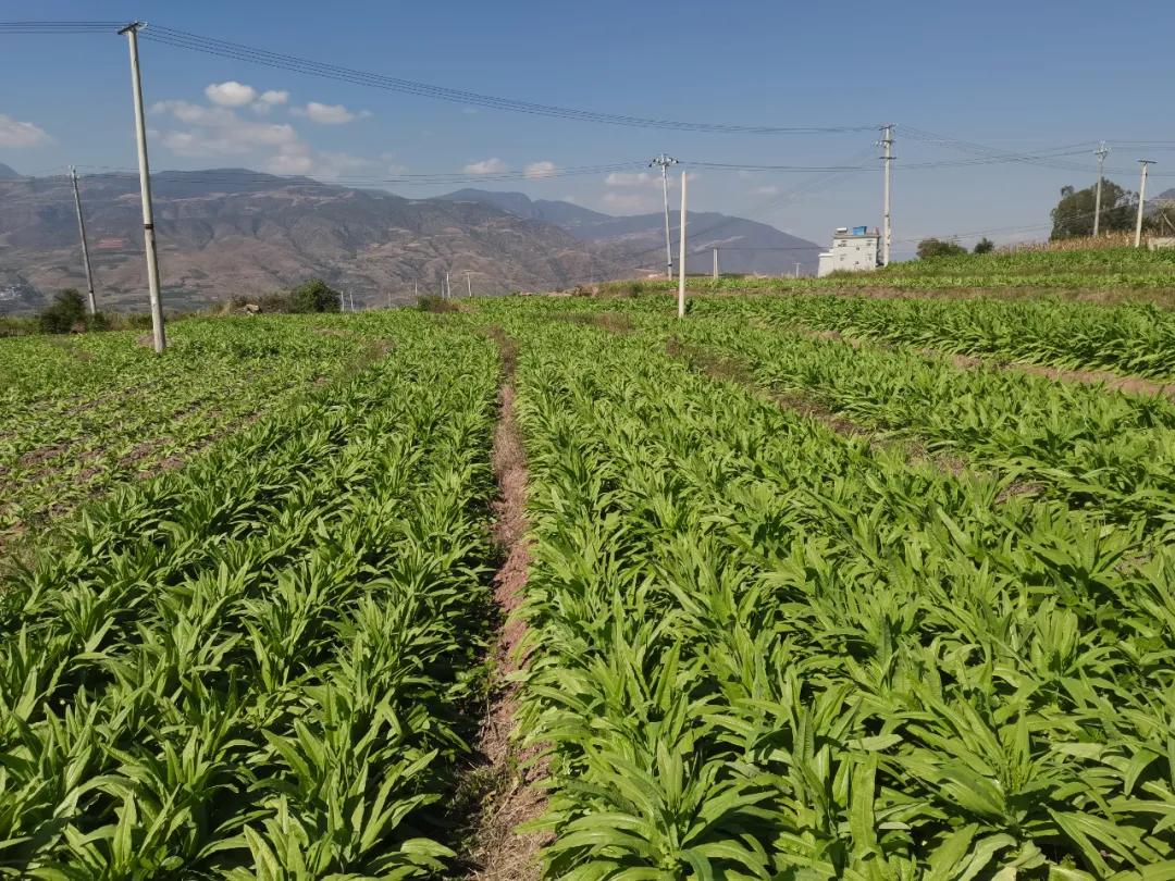永胜县贡菜种植规模突破四万亩，每亩创收高达万元，群众增收效益显著  第3张