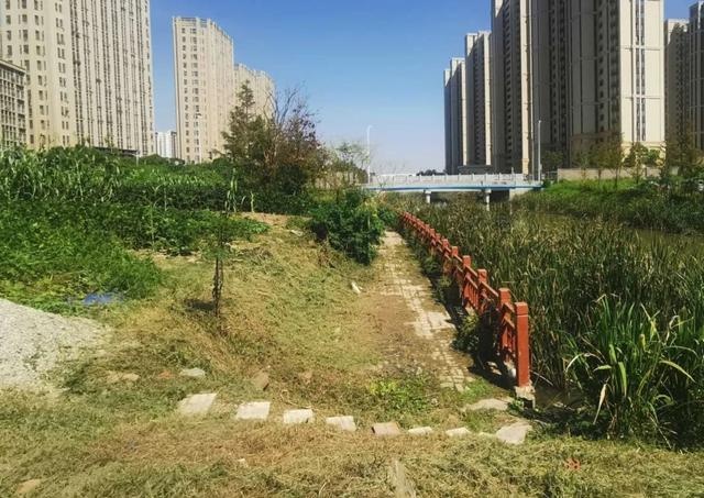 2024年度五星示范项目揭晓！奉贤区南港路绿地旧貌换新颜，打造诗意新江南景观  第3张