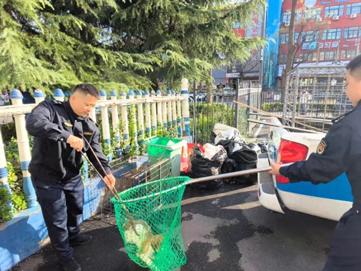 鹤壁市淇滨区城管局联合公安开展文明养犬专项整治，每日巡查纠正不文明行为