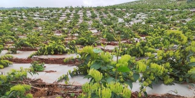 1000亩中药材丰收季：黄精亩产5吨，产值飙升至180万，村民喜迎丰收年  第3张